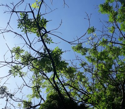 Ash Dieback Canopy Low Res