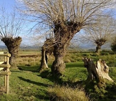 Black Poplar Castlemorton Common Website