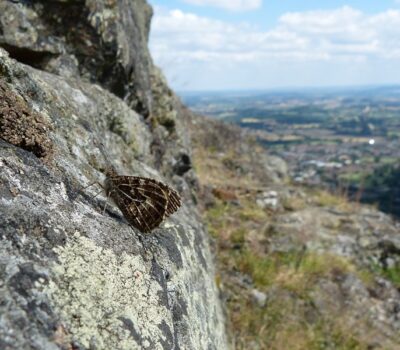 Grayling North Hill 2 C Mel Mason Website