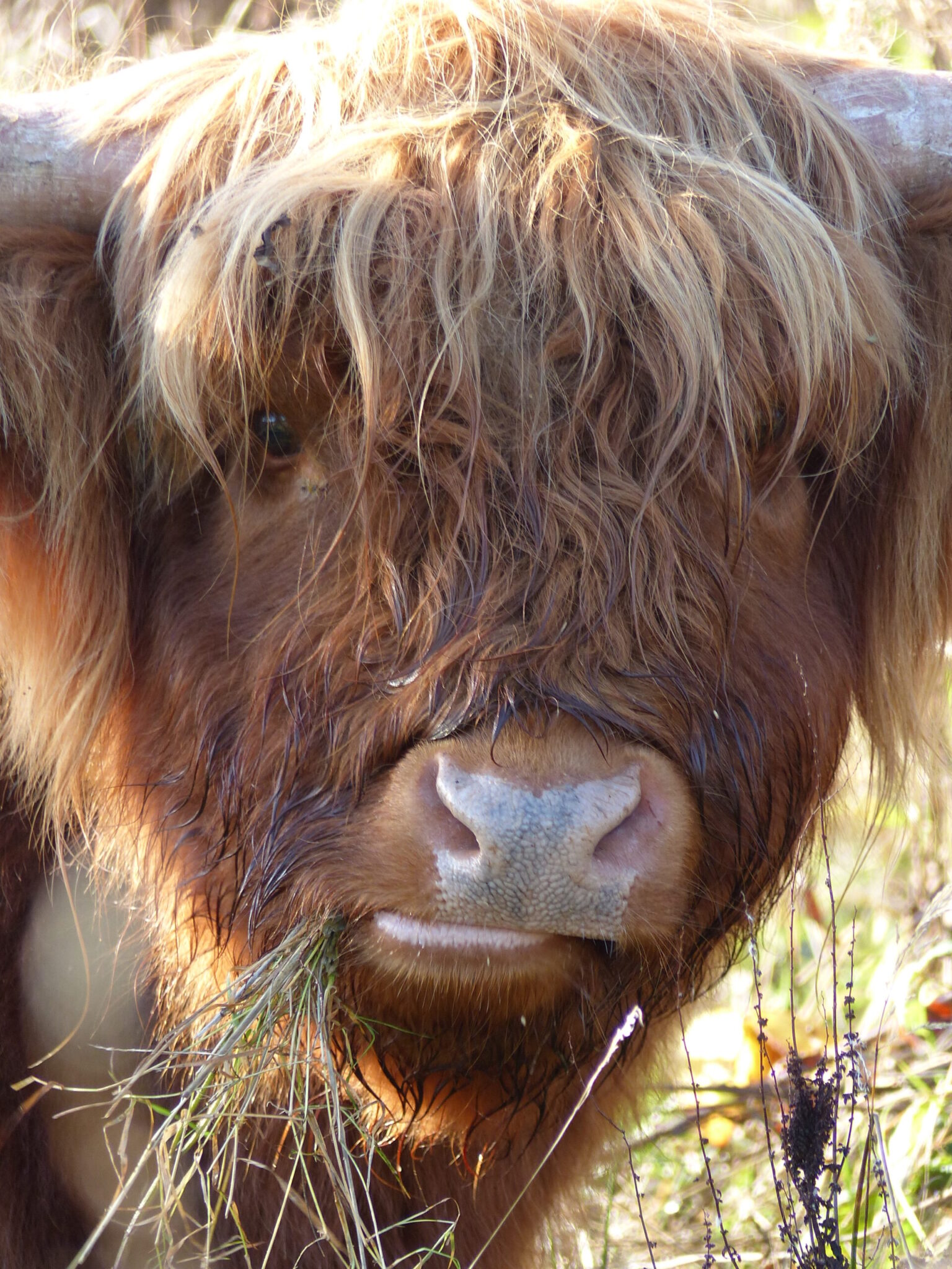 Highland Cattle Grazing Old Hills 4