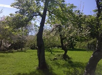 Orchard Website