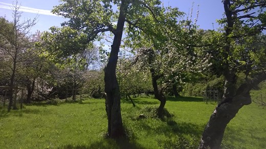 Orchard Website