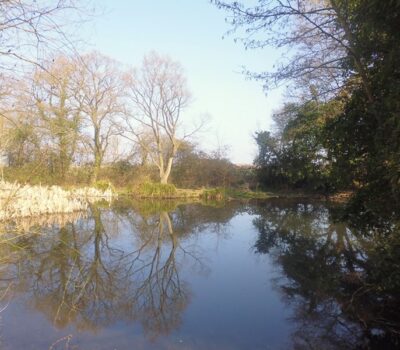 Pond Website