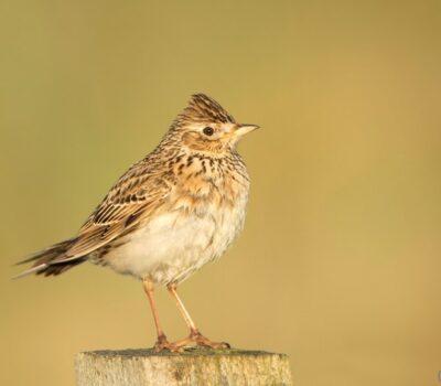 Skylark Webiste