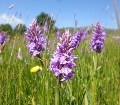 Southern Marsh Orchid Malvern Common Website