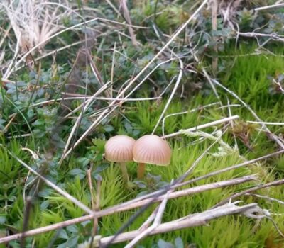 Tiny Fungi North Hill Website