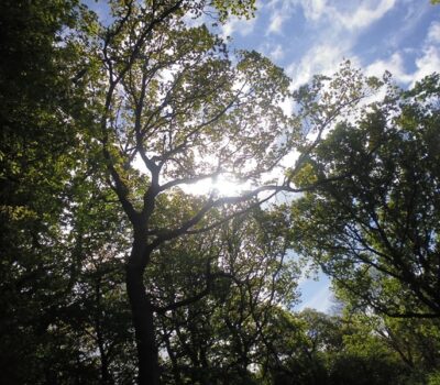 Woodland Canopy Park Wood Website