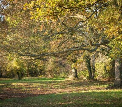 Woodland Website