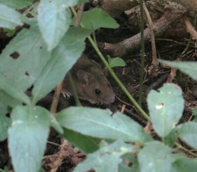Yellow Necked Mouse Website
