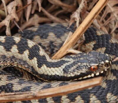 Adder C Nigel Hand