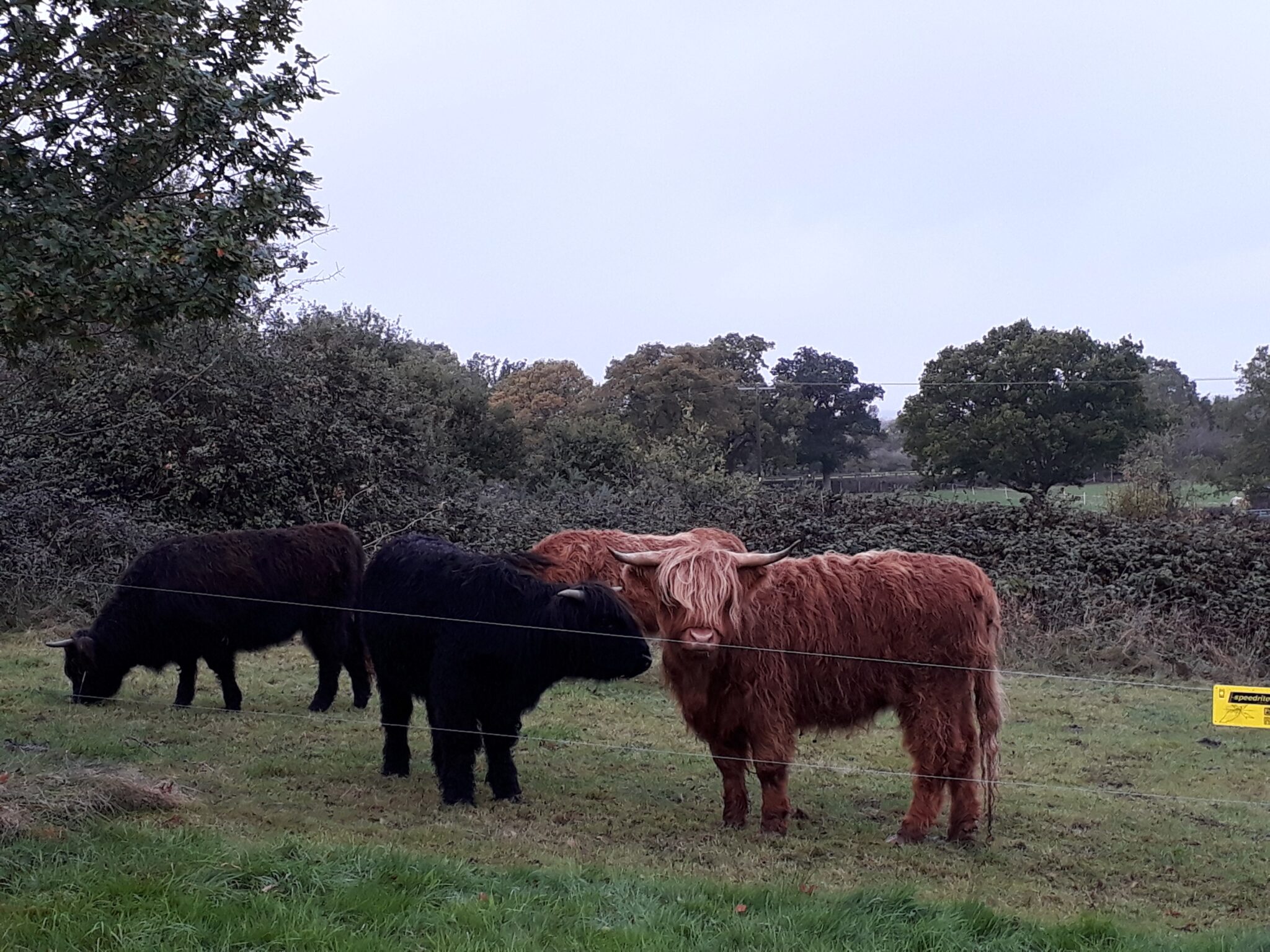 Cattle Grazing Old Hills 2017 3
