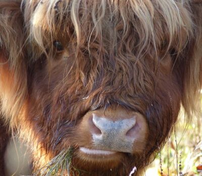 Highland Cattle Grazing Old Hills 4