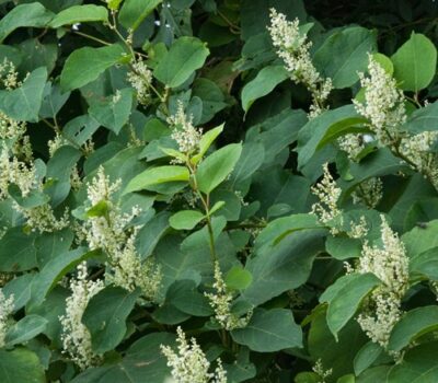 Japanese Knotweed Flowers 6
