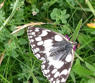 Marbled White Low Res