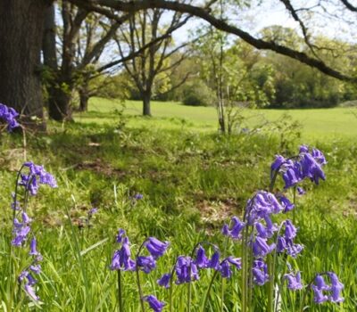 Old Hills Bluebells Low Res