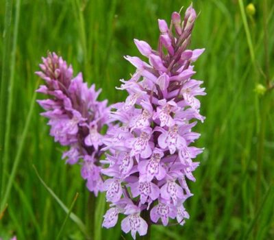 Orchid 5