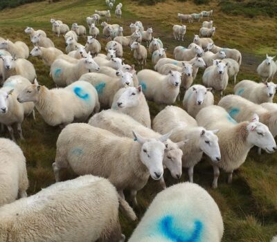 Sheep North Hill 2 Low Res