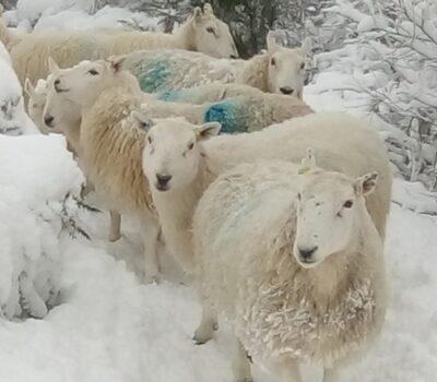 Sheep Snow 2