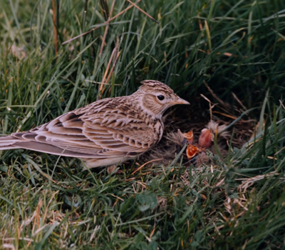 Skylark