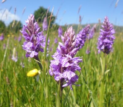 Southern Marsh Orchid Malvern Common Low Res