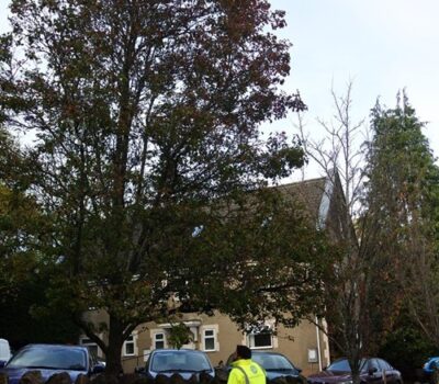 Tree Inspection Nov 2022 Low Res
