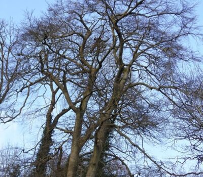 Tree Safety Work Beech St Anns Road Low Res